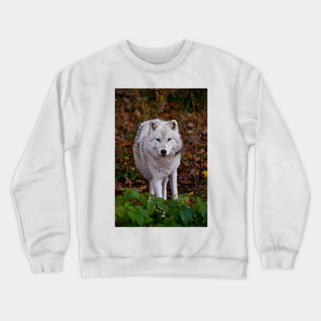 Arctic Wolf Crewneck Sweatshirt by jaydee1400